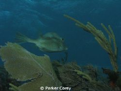 Fish in Key Largo. by Parker Corey 